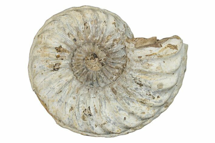 Jurassic Ammonite (Pleuroceras) Fossil - Germany #277207
